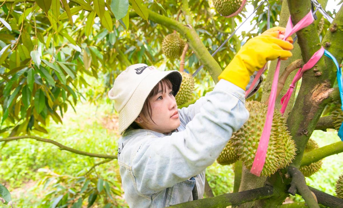 Tập Đoàn Hoàng Anh Gia Lai (HAGL) facility 3
