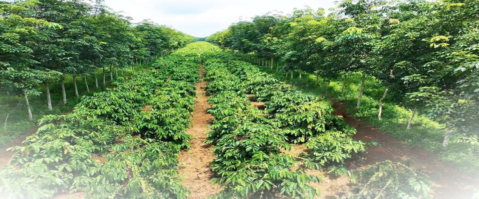 Công ty Cổ phần Cao su Đắk Lắk (DAKRUCO) facility 2