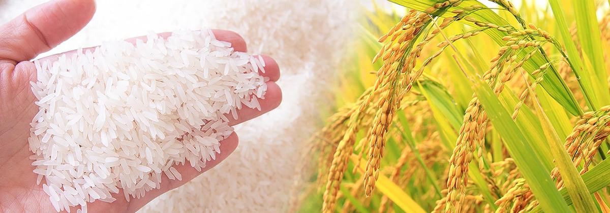 Công Ty Cổ phần Hóa Nông An Giang facility 1