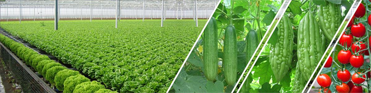 Công ty cổ phần phân bón Long Việt facility 3