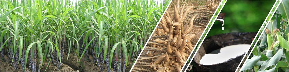 Công ty cổ phần phân bón Long Việt facility 2