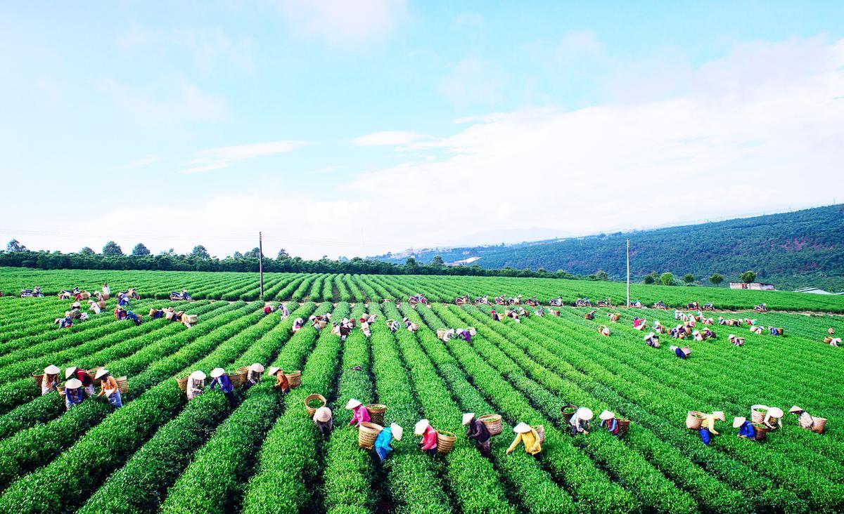 Doanh Nghiệp Tư Nhân Trà & Cà Phê Phương Nam facility 2